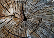 Textur eines Holzquerschnitt von einem Baum.