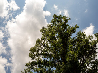 blue sky with clouds and a green tree