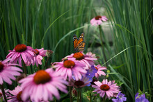 Echinacea Or Coneflowers In Bloom With A Butterfly