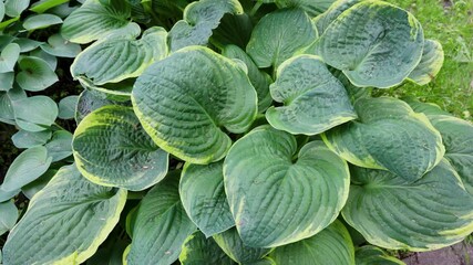 Poster - Hosta plant in garden