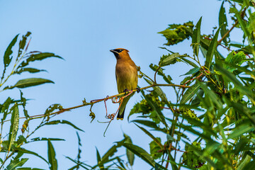 Wall Mural - Cedar Waxwing Bird On A Branch