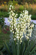 Białe kwiaty juki kwitnące w ogrodzie