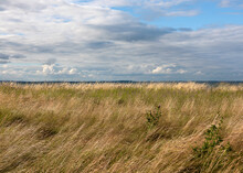 Beautiful Landscape Of The Cloudy Shoreline On The Beach With Waving Marram Grass And Weeds On A Windy Day. Baltic Sea. Germany. 