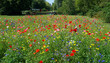 Wild Flower meadow within public park Cambridgeshire