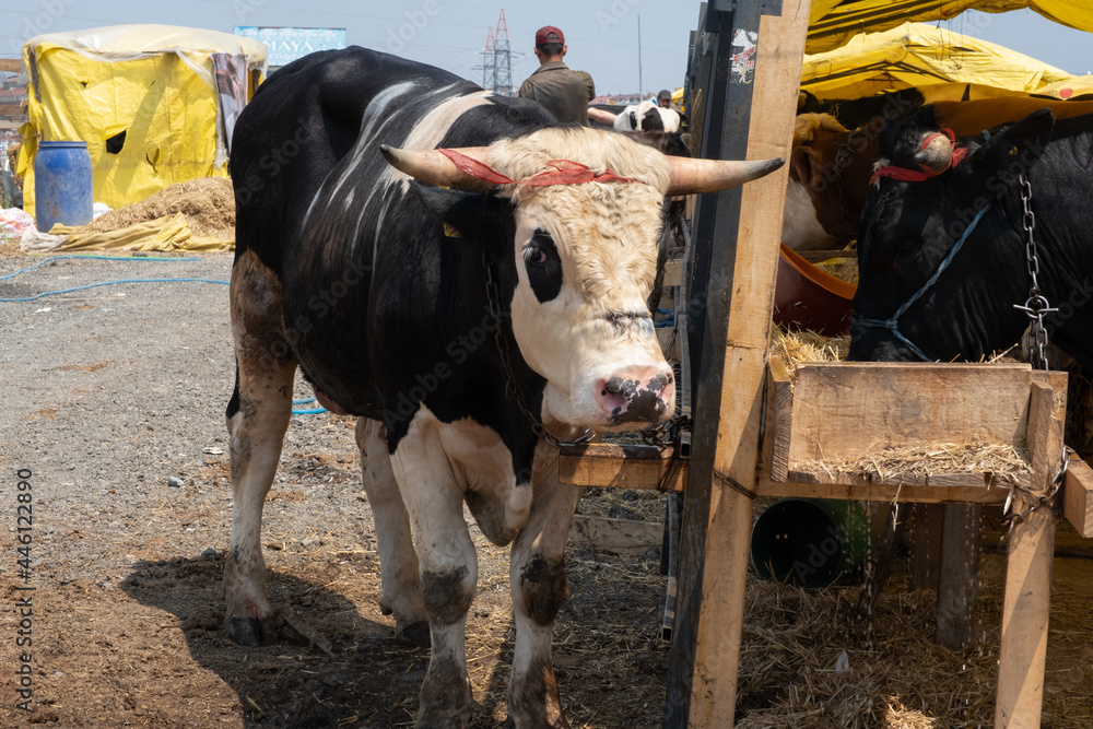 Cows standing side by side. front view Stock Photo | Adobe Stock