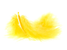 Yellow Feather On White Background