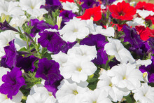 Pink And White Petunia Flowers Close-up. Colorful Petunias Close-up. Background Of Multicolored Flowers