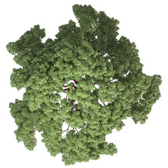 VEGETATION TOP VIEW - TREES AND BUSHES IN PLAN	