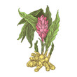 © KseniaKrop - Ginger flower with root. Color. Engraving style. Vector illustration.