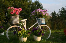 Bicycle And Flowers