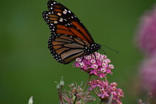 Monarch Butterfly Danaus Plexippus Feeding On The Flowers Of A Swamp Milkweed Asclepias Incarnate In Southern Michigan 