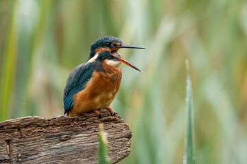 Kingfisher vomiting a pellet