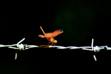 Red Dragonfly Perched On Barbed Wire Black Background