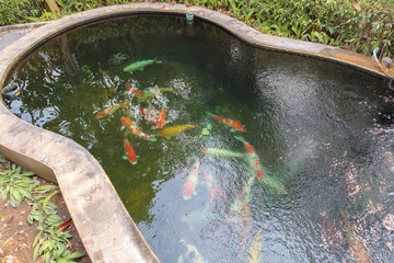 Wall Mural - koi fish in the garden pond