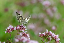 Black White Butterfly Checkerboard Sitting On A Marjoram Blossom