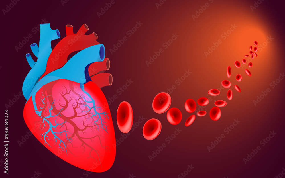Human heart.The human heart is made up of small red blood cells that ...