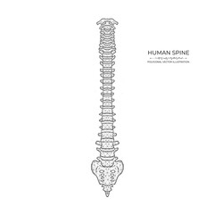 Human spine diagram low poly art. Polygonal vector illustration of a healthy human spine.