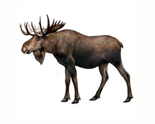 Elk (Alces)