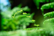 Image Of Ferns Growing In The Garden Under The Sun
