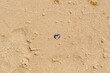 Malutka muszelka z białymi odciskami w piasku