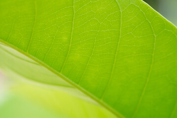 Wall Mural - green leaf isolated on nature background.
