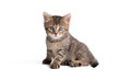 © SasaStock - Young gray cat sitting on a wite background