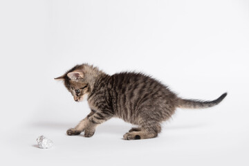 Wall Mural - Adorable gray cat playing with aluminium foil ball. Cat isolated on white background