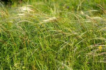 Feather grass growing on a field close up