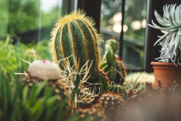 Wall Mural - Closeup shot of a cactus plant with sharp spikes on a windowsill