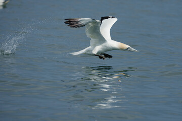 Wall Mural - Gannet, Morus bassanus