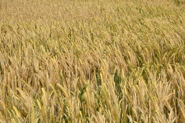 Wall Mural - ripe barley field in bright spring day in Vojvodina