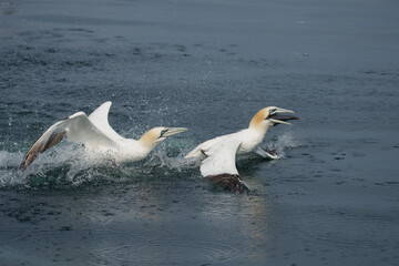 Wall Mural - Gannet, Morus bassanus