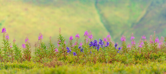 Wall Mural - Wildflower meadow header.