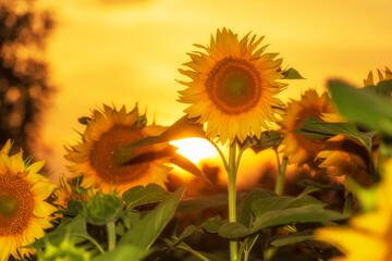 Wall Mural - Golden sunflower at the sunset.