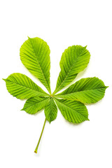 Wall Mural - Wonderful lush green leaf of chestnut tree with vein textured pattern and long stem lies on white background upper view