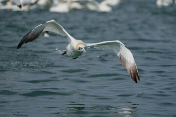 Wall Mural - Gannet, Morus bassanus