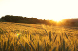 Fototapeta Psy - Sunset above wheat filed.