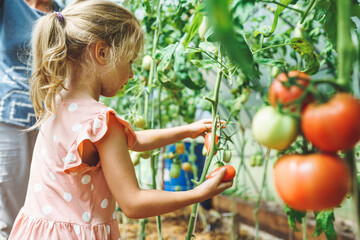 Five year old girl picking ripe red organic tomatoes in greenhouse with her unrecognizable grandmother on background