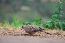 Closeup Shot Of A Spotted Dove In A Park
