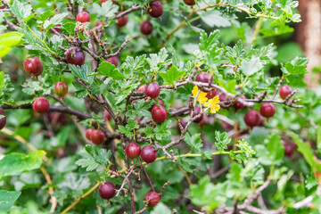 Wall Mural - gooseberry bush with ripe red berries. a bush in the garden in summer. vitamin c