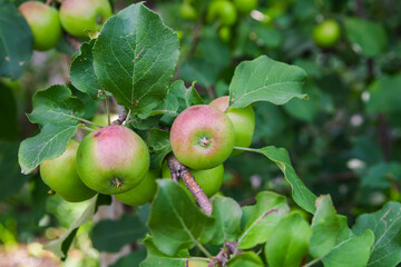 Wall Mural - an apple tree with green unripe apples. garden fruits. seasonal harvest. useful vitamins on the farm