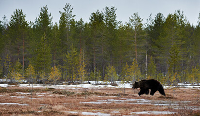 Wall Mural - brown bear in the finnish taiga.