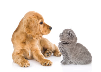 Poster - English Cocker Spaniel puppy and tiny kitten look at each other. isolated on white background