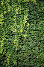 Ivy Texture. Ivy Hedge Background. Ivyberry Backdrop. Ivy Wallpaper. Ivyberry Backround Image. Ivy Wall. Green Wall. Green Plant Texture. Green Leaves Background. Myrtle Green Background