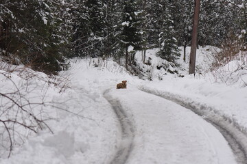 Sticker - dog running in the snow