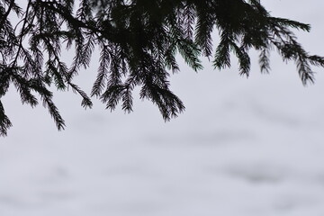 Sticker - Pine cone on the tree