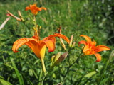 Hemerocallis lilenik is a genus of plants of the Lilaynikov family Asphodelaceae. Beautiful orange lily flowers with six petals. Long thin green leaves. Flowering and crop production as a hobby