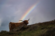 scottish highland cow in the field with a rainbow