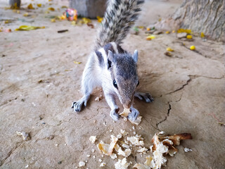 Sticker - Selective focus of a small chipmunk eating flakes on the ground