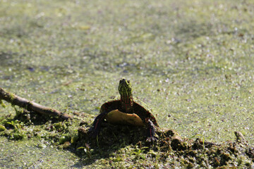 Canvas Print - Closeup shot of a turtle